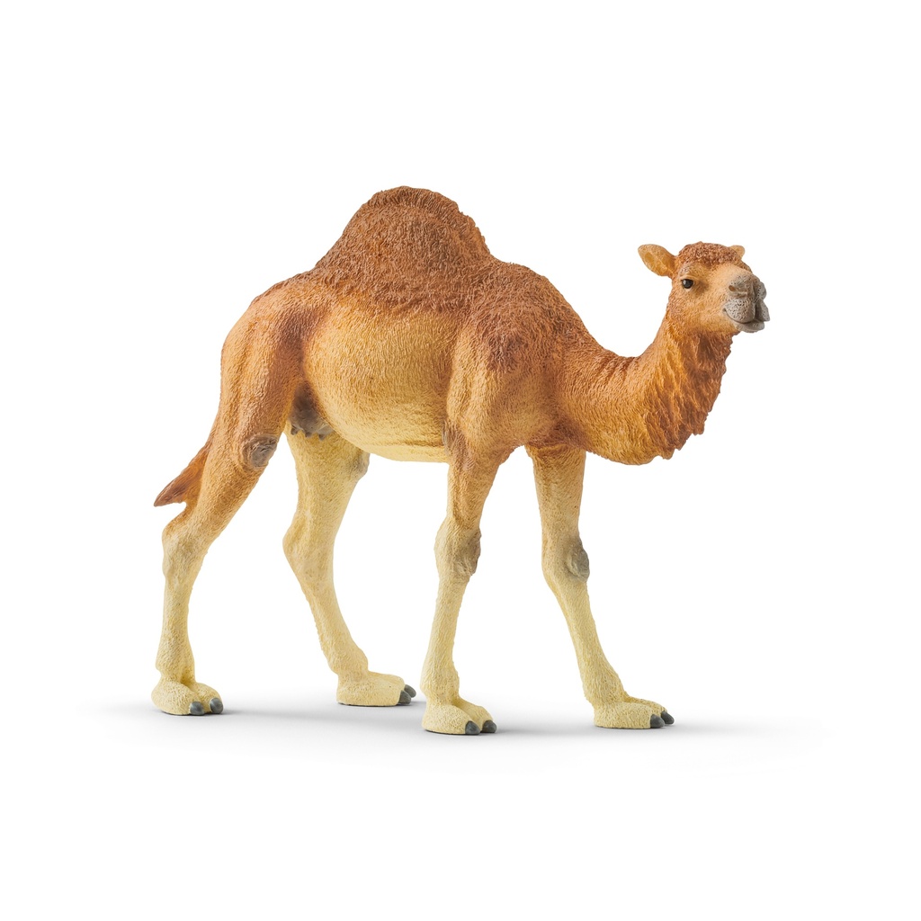 Dromadaire (Wild Life Schleich)