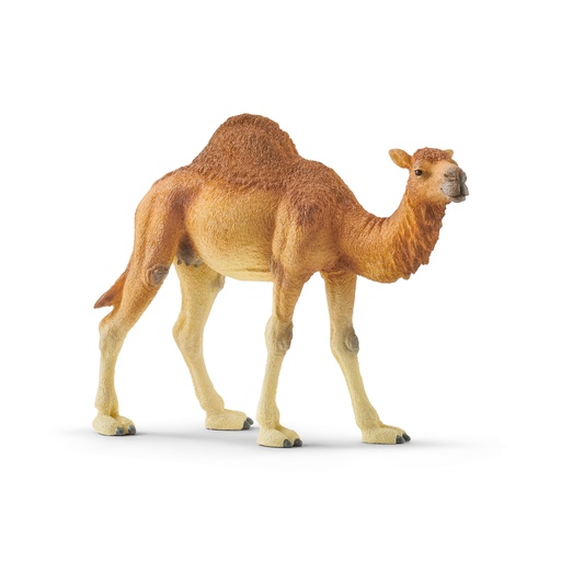 [SCH_14832] Dromadaire (Wild Life Schleich)